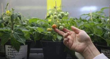 turk-bilim-insanlari-ay-ve-mars-sartlarinda-domates-yetistirdi-20260227-233057