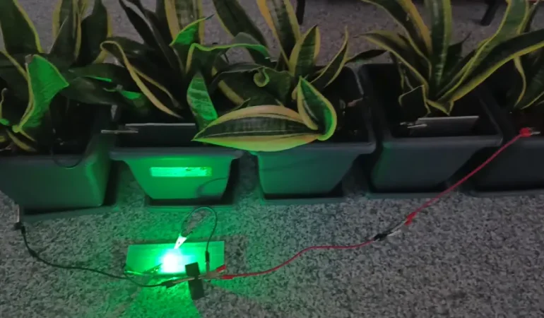 Bitkilerden elektrik üretildi: 25 m² bir odayı aydınlatıyor
