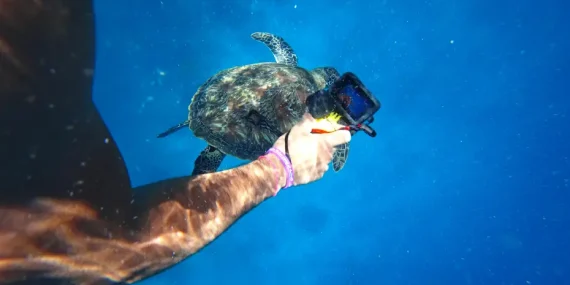 GoPro satılıyor: Çinli rakipler pazar payı kazandı